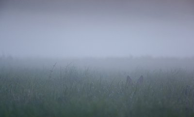 Kõrvad udus